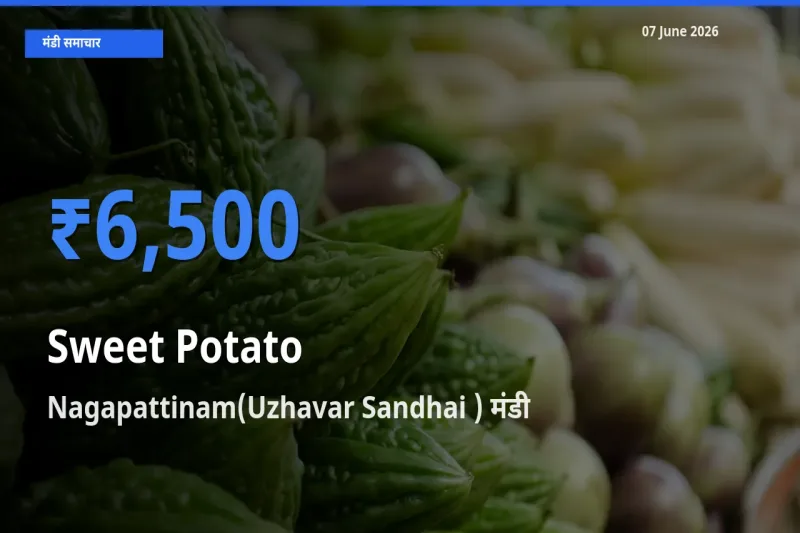 आज शकरकंद के सबसे ऊँचे दाम ₹6,500 Nagapattinam(Uzhavar Sandhai ) मंडी में
