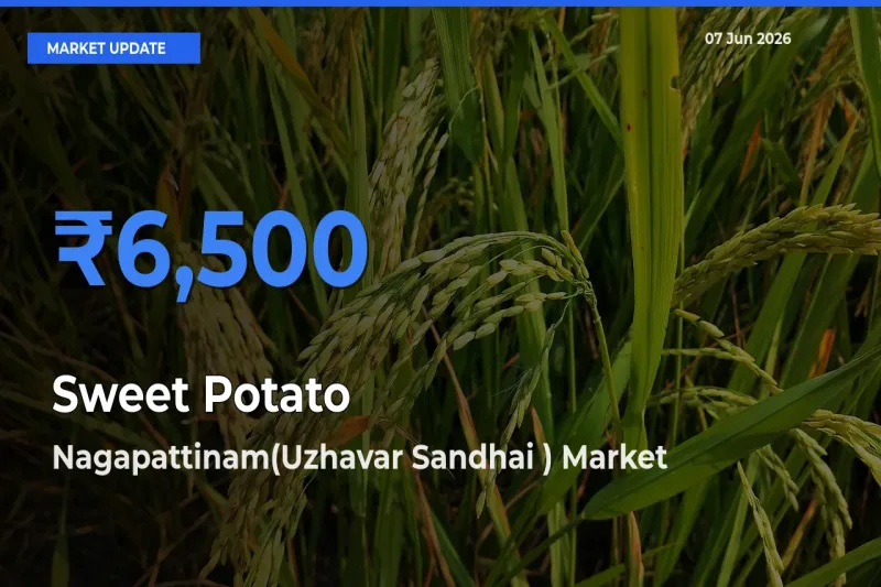 Nagapattinam(Uzhavar Sandhai ) Emerges as Top Mandi for Sweet Potato Prices Today