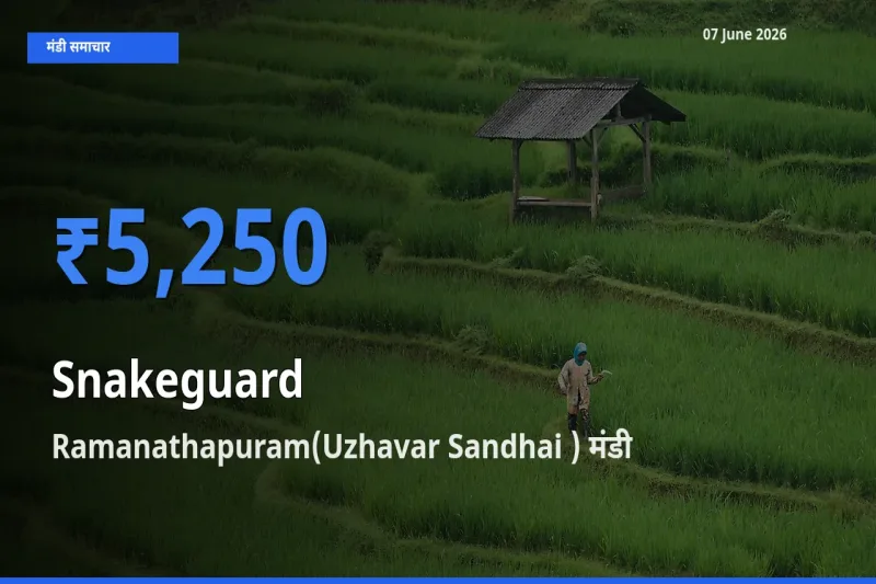 Ramanathapuram(Uzhavar Sandhai ) मंडी में चिचिंडा (नागफनी लौकी) ₹5,250 पर पहुँचा – आज का सर्वोच्च भाव