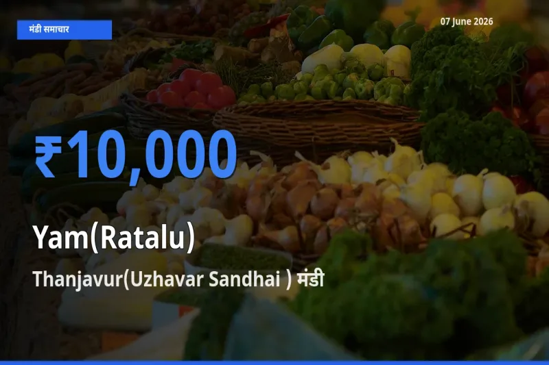 टॉप मंडी बना Thanjavur(Uzhavar Sandhai )! रतालू (रतलू) के सबसे ऊँचे दाम यहीं दर्ज