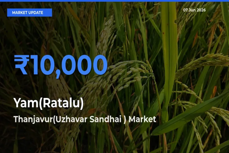 Thanjavur(Uzhavar Sandhai ) Records Highest ₹10,000 Rate for Yam(Ratalu)