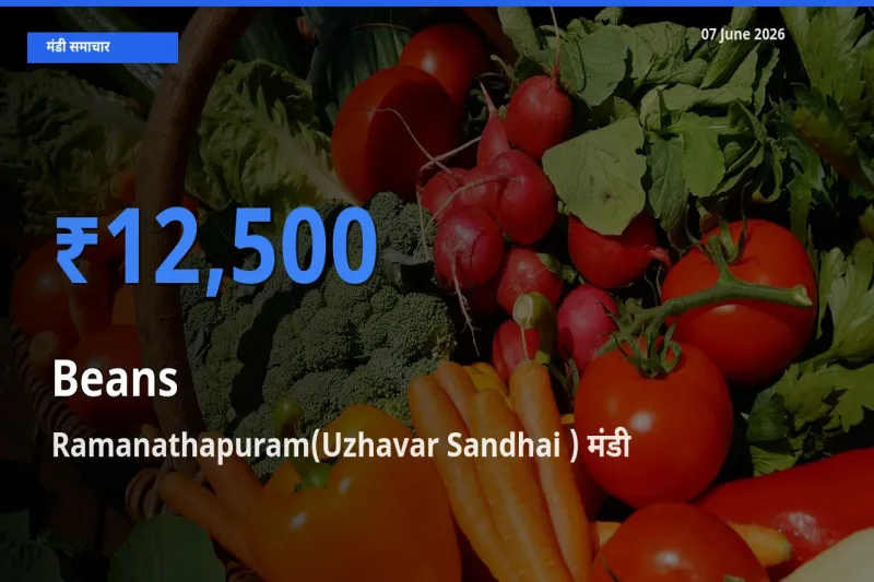 टॉप मंडी बना Ramanathapuram(Uzhavar Sandhai )! फलियाँ (सेम) के सबसे ऊँचे दाम यहीं दर्ज