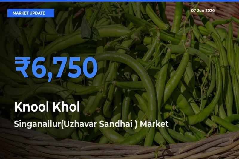 Knool Khol Mandi Rate Today: Singanallur(Uzhavar Sandhai ) Tops the List