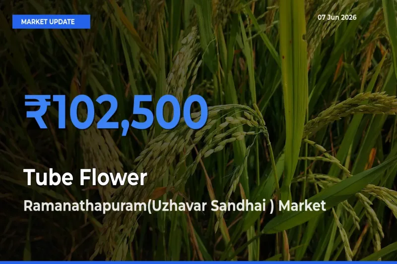 Ramanathapuram(Uzhavar Sandhai ) Emerges as Top Mandi for Tube Flower Prices Today