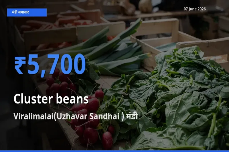 Viralimalai(Uzhavar Sandhai ) मंडी में आज ग्वार फली के सबसे ऊँचे दाम दर्ज