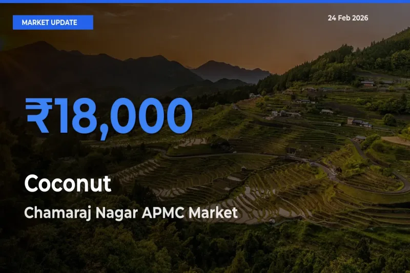 Coconut Mandi Rate Today: Chamaraj Nagar APMC Tops the List