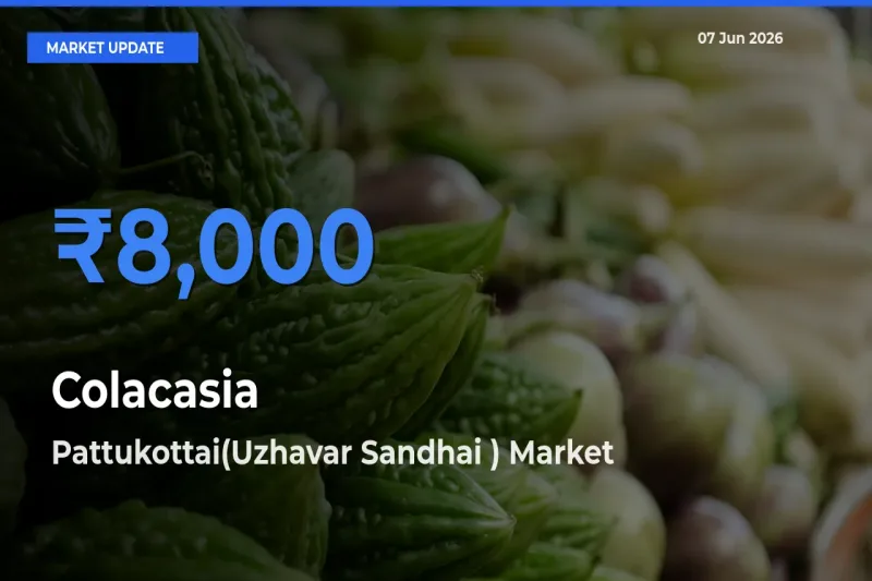Colacasia Mandi Rate Today: Pattukottai(Uzhavar Sandhai ) Tops the List