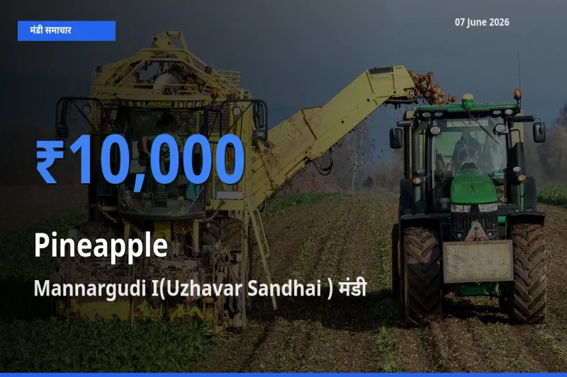 आज का मंडी भाव: अनानास के सबसे ज़्यादा दाम Mannargudi I(Uzhavar Sandhai ) में
