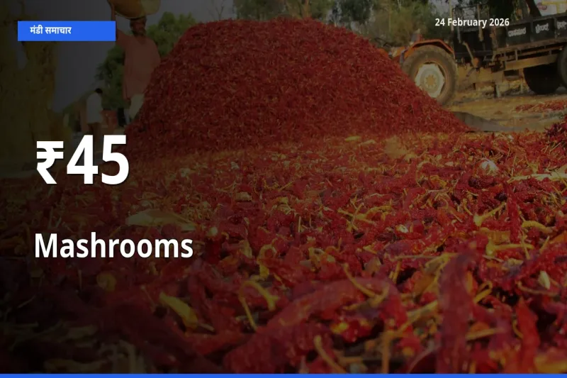 Mashrooms के दामों का असर कई मंडियों में, बाज़ार दिशा स्पष्ट