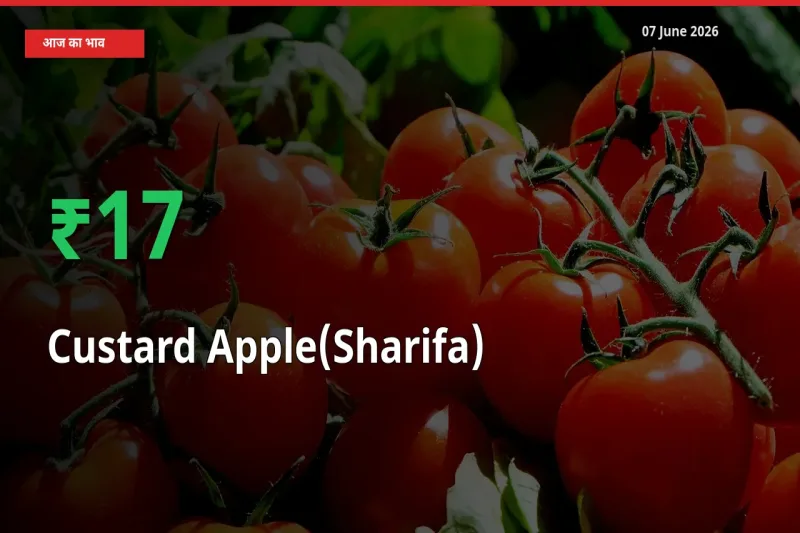 आज का मंडी भाव: शरीफा के दाम मंडी में 17.12% ऊपर