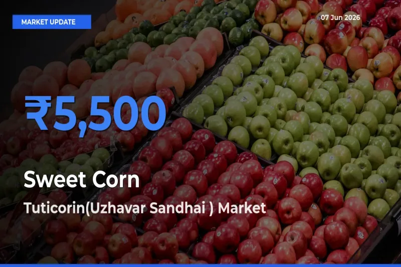 Market Watch: Tuticorin(Uzhavar Sandhai ) Becomes Top Mandi for Sweet Corn