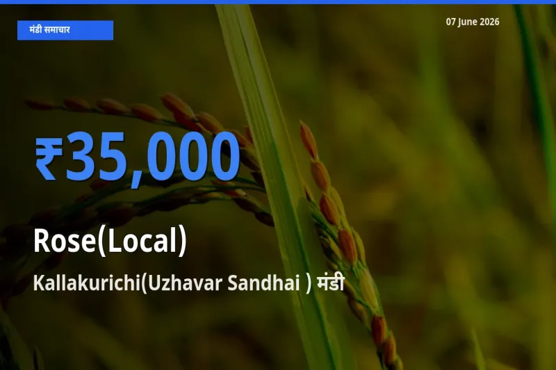 बाज़ार संकेत: Kallakurichi(Uzhavar Sandhai ) बना गुलाब(स्थानीय) के लिए आज की टॉप मंडी