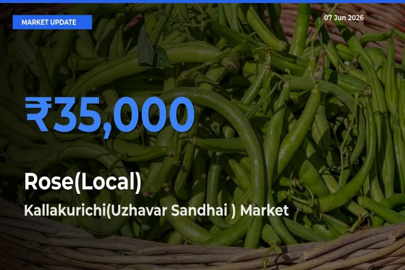 Kallakurichi(Uzhavar Sandhai ) Records Highest ₹35,000 Rate for Rose(Local)