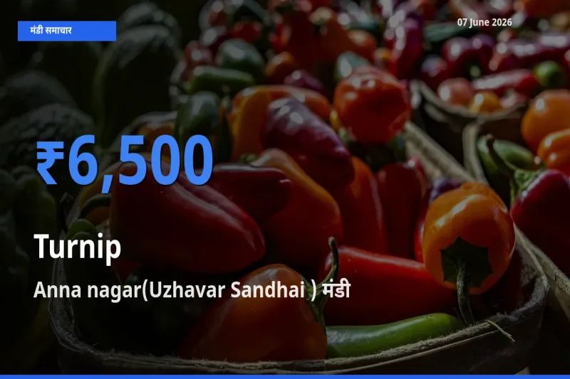 बाज़ार संकेत: Anna nagar(Uzhavar Sandhai ) बना शलजम के लिए आज की टॉप मंडी