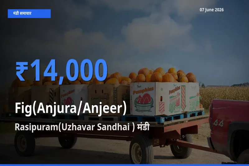 07 June अपडेट: अंजीर के सबसे ऊँचे दाम Rasipuram(Uzhavar Sandhai ) मंडी में