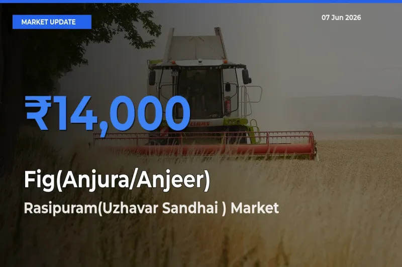 Rasipuram(Uzhavar Sandhai ) Leads as Top Mandi for Fig(Anjura/Anjeer) Prices