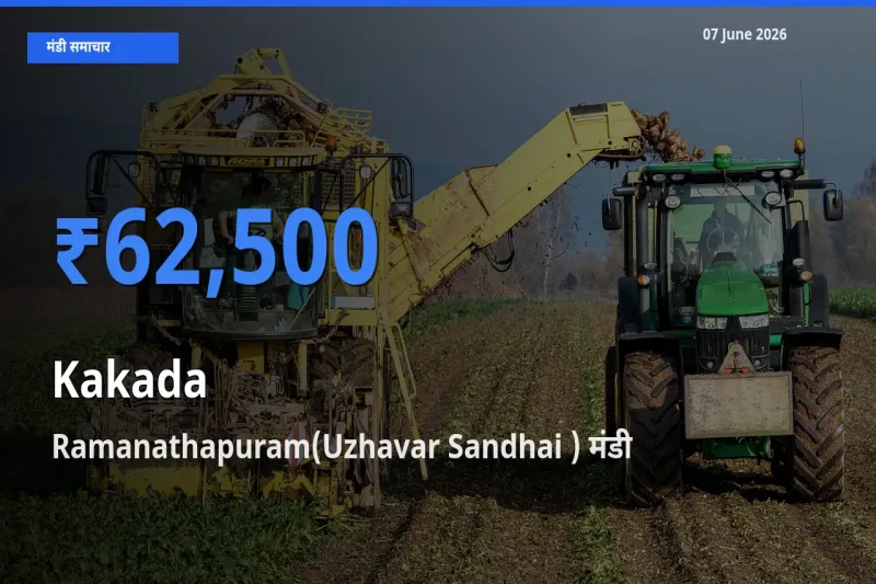 आज काकड़ा के सबसे ऊँचे दाम ₹62,500 Ramanathapuram(Uzhavar Sandhai ) मंडी में