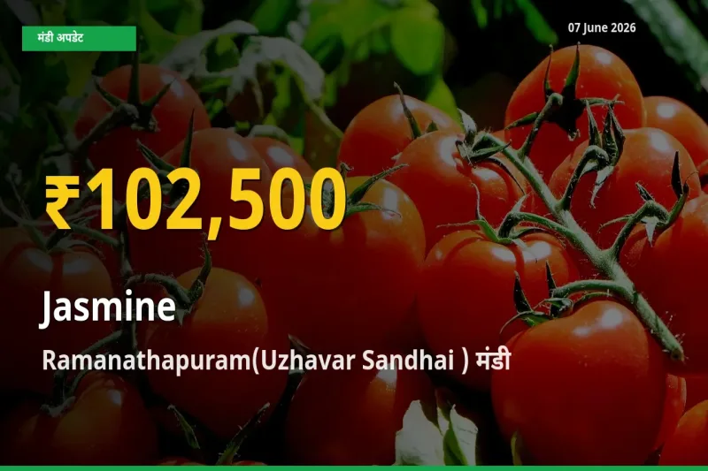 07 June अपडेट: Ramanathapuram(Uzhavar Sandhai ) में चमेली के दाम रिकॉर्ड स्तर पर