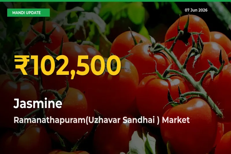 Jasmine Mandi Rate Surges Today in Ramanathapuram(Uzhavar Sandhai ) – Highest Level in 30 Days