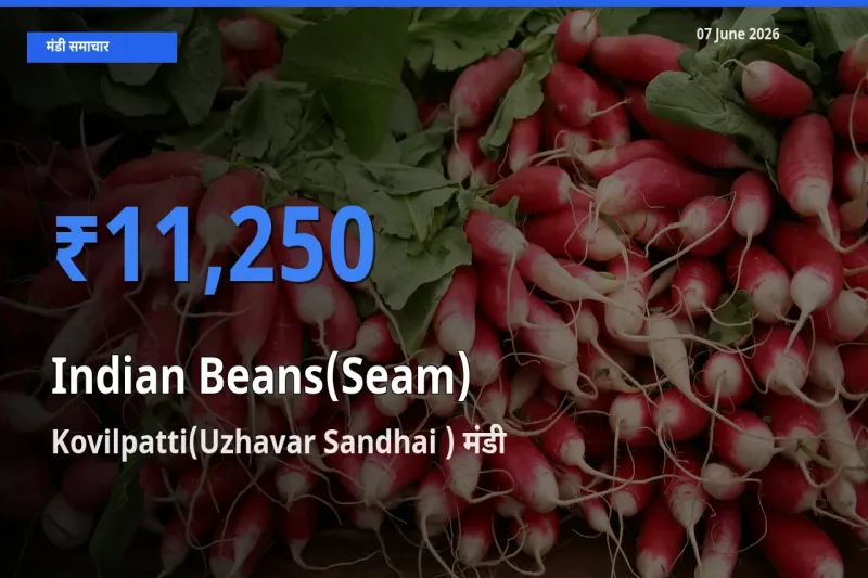 Kovilpatti(Uzhavar Sandhai ) मंडी में आज सेम (देशी) के सबसे ऊँचे दाम दर्ज