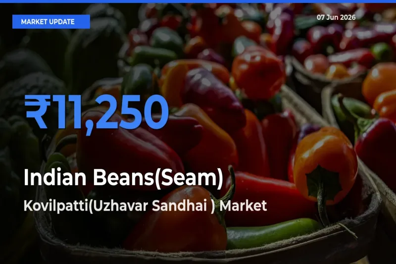 Kovilpatti(Uzhavar Sandhai ) Records Highest ₹11,250 Rate for Indian Beans(Seam)