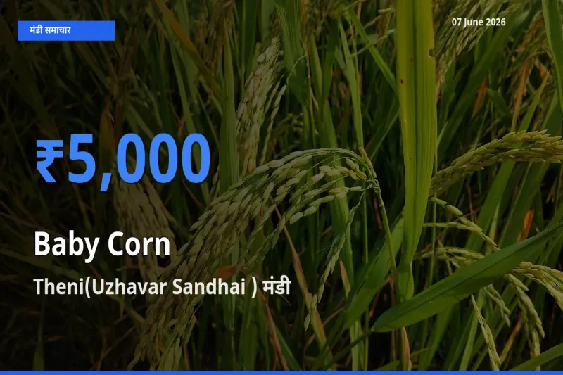 Theni(Uzhavar Sandhai ) मंडी में बेबी कॉर्न ₹5,000 पर पहुँचा – आज का सर्वोच्च भाव