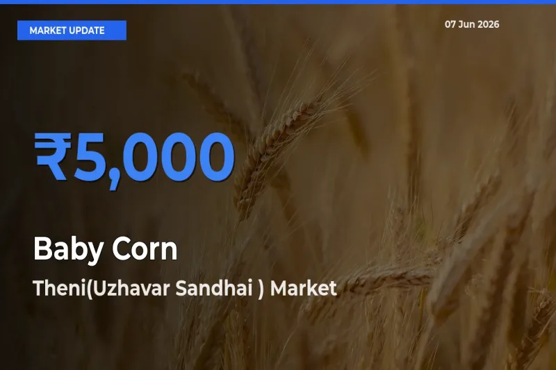 Theni(Uzhavar Sandhai ) Tops Baby Corn Mandi Rates Today