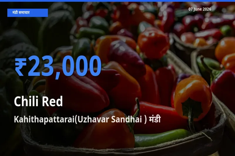 टॉप मंडी बना Kahithapattarai(Uzhavar Sandhai )! लाल मिर्च के सबसे ऊँचे दाम यहीं दर्ज