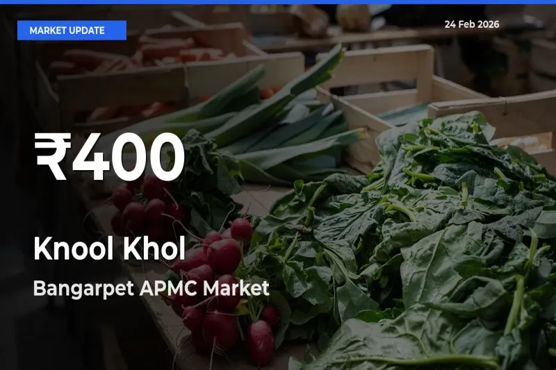 Big Drop! Knool Khol Slides to 30-Day Low at Bangarpet APMC