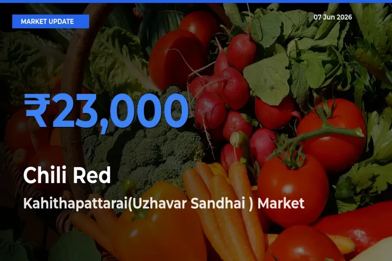 Kahithapattarai(Uzhavar Sandhai ) Tops Chili Red Mandi Rates Today