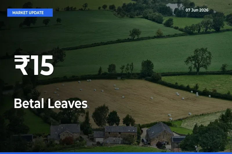 Why Betal Leaves Prices Are Moving Across Multiple Mandis Today