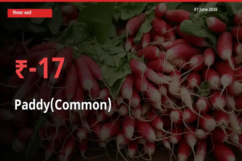 तेज़ गिरावट! मंडी में धान (सामान्य) के दाम 16.56% लुढ़के