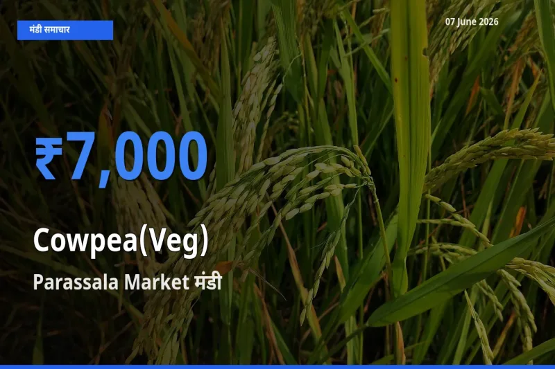 आज का मंडी भाव: लोबिया फली के सबसे ज़्यादा दाम Parassala Market में