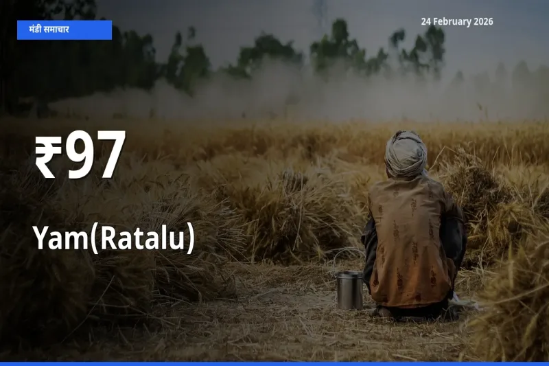 Yam(Ratalu) का ट्रेंड कई मंडियों में साफ