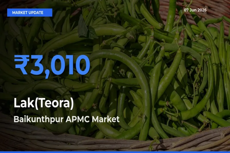 Market Watch: Baikunthpur APMC Becomes Top Mandi for Lak(Teora)