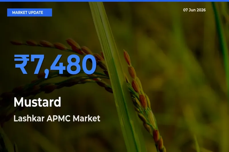 Lashkar APMC Tops Mustard Rates – June 07 Market Update