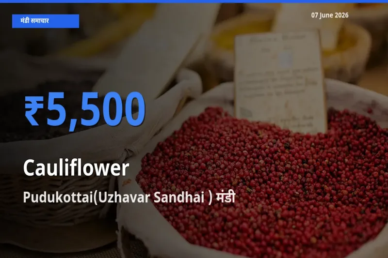 Pudukottai(Uzhavar Sandhai ) मंडी में आज फूलगोभी के सबसे ऊँचे दाम दर्ज
