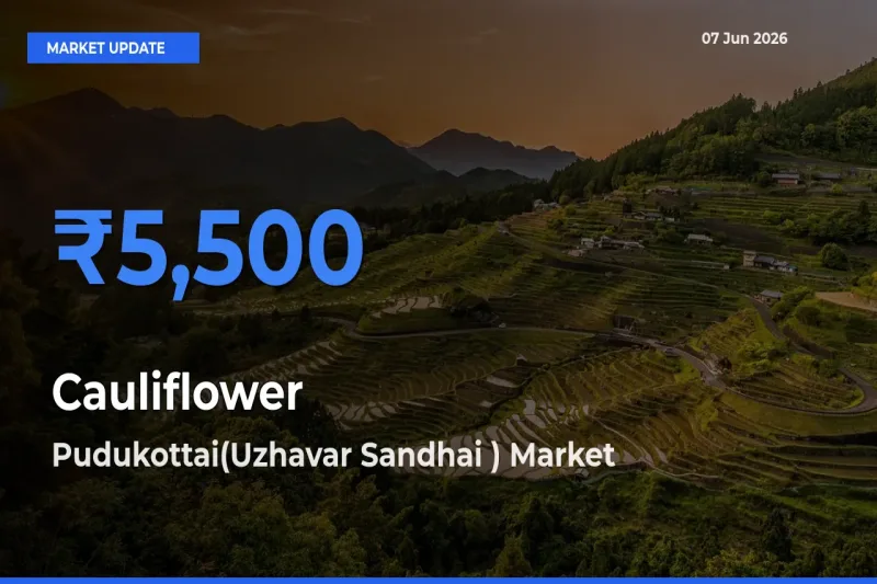 Pudukottai(Uzhavar Sandhai ) Offers ₹5,500 – Highest Cauliflower Rate Today