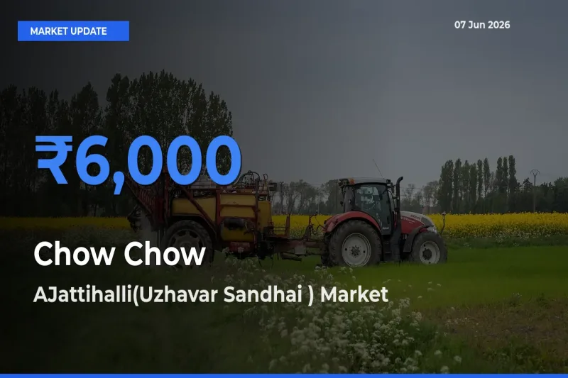 Farmers Prefer AJattihalli(Uzhavar Sandhai ) as Chow Chow Hits Highest Rate