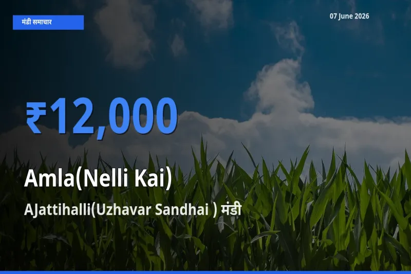 बाज़ार संकेत: AJattihalli(Uzhavar Sandhai ) बना आंवला के लिए आज की टॉप मंडी