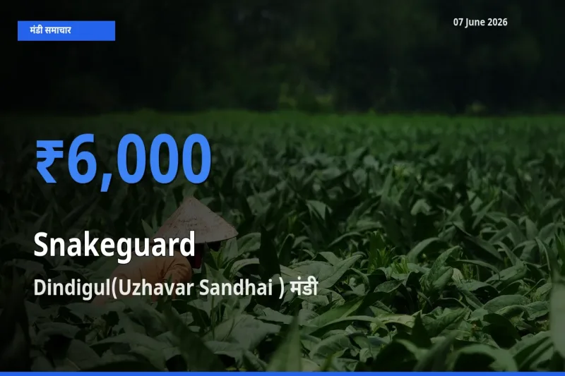 आज का मंडी भाव: चिचिंडा (नागफनी लौकी) के सबसे ज़्यादा दाम Dindigul(Uzhavar Sandhai ) में