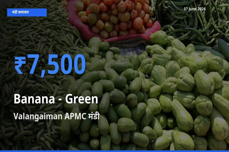 आज केला - हरा के सबसे ज़्यादा दाम Valangaiman APMC मंडी में दर्ज