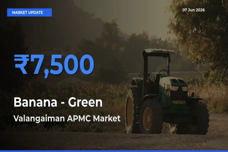 Banana - Green Mandi Rate Today: Valangaiman APMC Tops the List