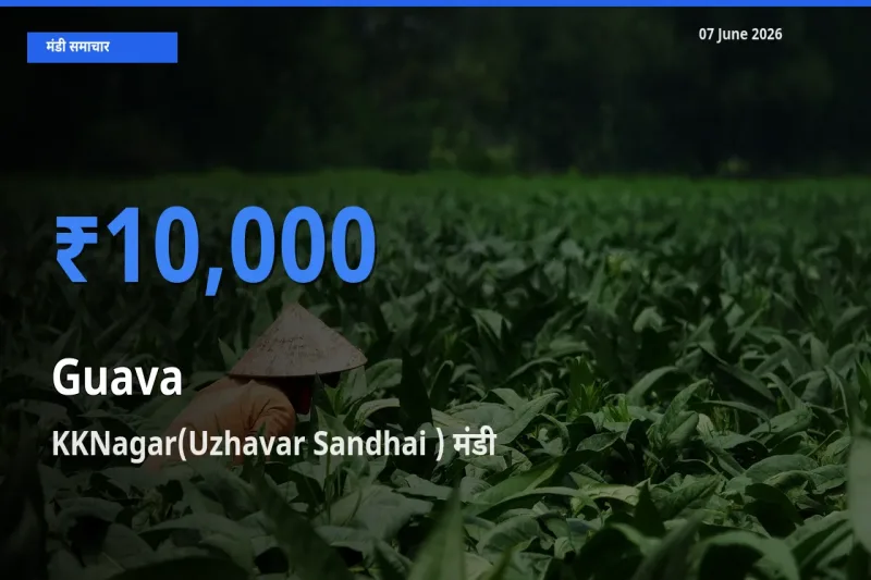 KKNagar(Uzhavar Sandhai ) में अमरूद का आज सबसे ऊँचा भाव