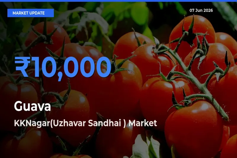 Guava Mandi Rate Today: KKNagar(Uzhavar Sandhai ) Tops the List