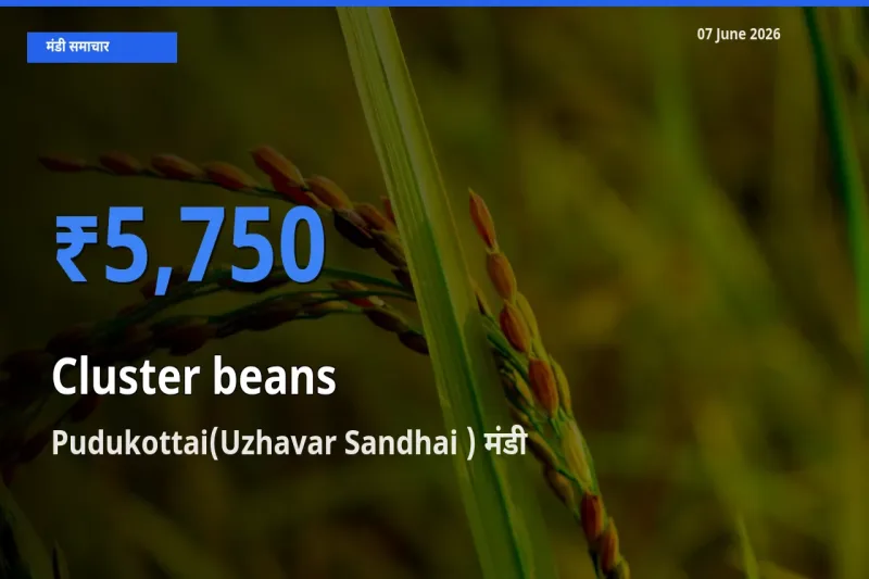 07 June अपडेट: ग्वार फली के सबसे ऊँचे दाम Pudukottai(Uzhavar Sandhai ) मंडी में