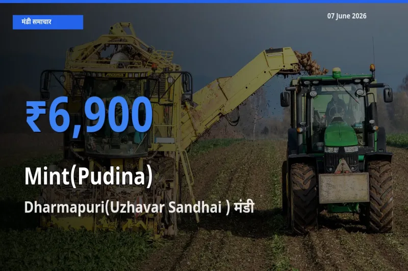 07 June अपडेट: पुदीना के सबसे ऊँचे दाम Dharmapuri(Uzhavar Sandhai ) मंडी में