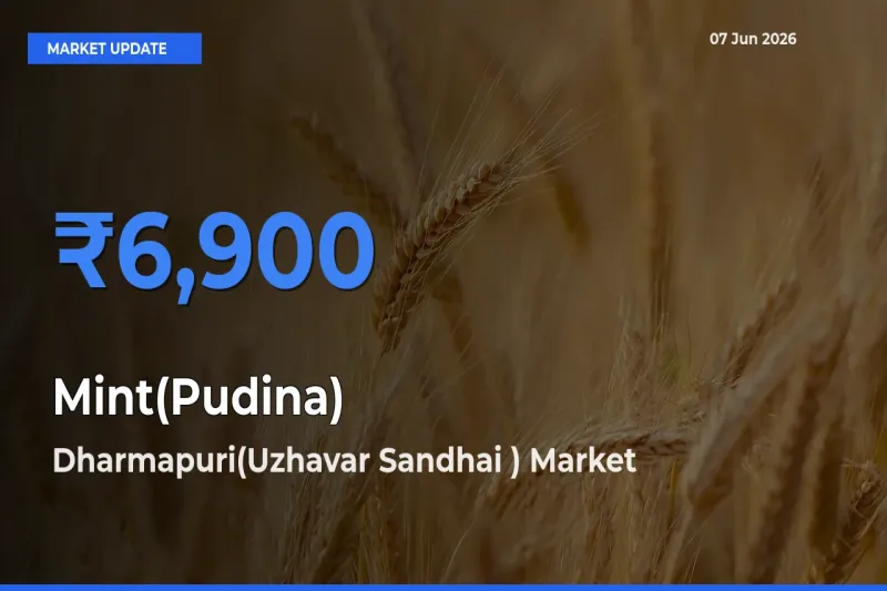 Dharmapuri(Uzhavar Sandhai ) Tops Mint(Pudina) Rates – June 07 Market Update