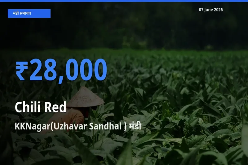 आज लाल मिर्च के सबसे ऊँचे दाम ₹28,000 KKNagar(Uzhavar Sandhai ) मंडी में