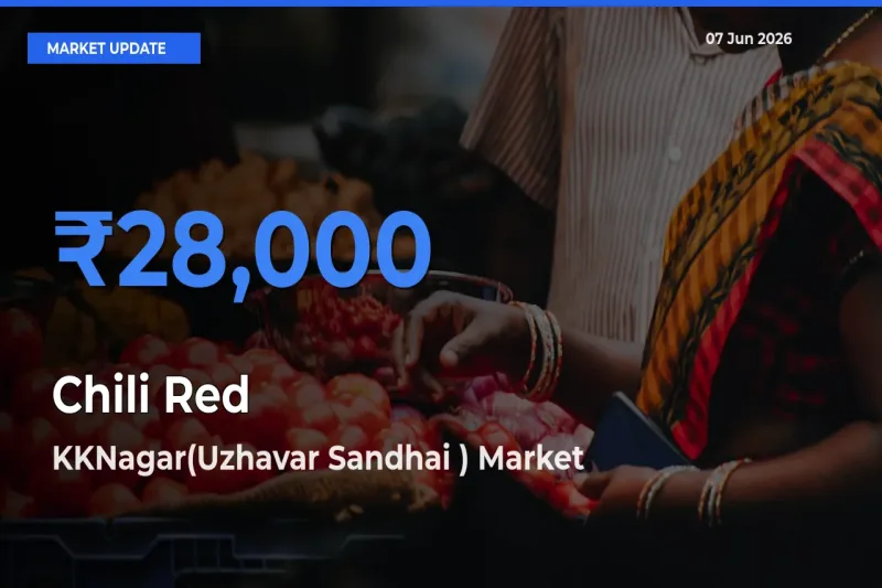 KKNagar(Uzhavar Sandhai ) Records Highest ₹28,000 Rate for Chili Red